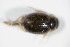  (Laccobius sinuatus - BCZSMAQU01024)  @13 [ ] CreativeCommons - Attribution Non-Commercial Share-Alike (2012) Zoologische Staatssammlung Muenchen SNSB, Zoologische Staatssammlung Muenchen