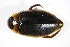  ( - BCZSMAQU01041)  @13 [ ] CreativeCommons - Attribution Non-Commercial Share-Alike (2012) Zoologische Staatssammlung Muenchen SNSB, Zoologische Staatssammlung Muenchen