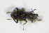  (Riolus cupreus - BCZSMAQU01042)  @13 [ ] CreativeCommons - Attribution Non-Commercial Share-Alike (2012) Zoologische Staatssammlung Muenchen SNSB, Zoologische Staatssammlung Muenchen