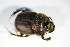  ( - BFB_Col_FK_8744)  @12 [ ] CreativeCommons - Attribution Non-Commercial Share-Alike (2015) Unspecified SNSB, Zoologische Staatssammlung Muenchen