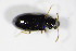  (Rabocerus foveolatus - BFB_Col_FK_8766)  @12 [ ] CreativeCommons - Attribution Non-Commercial Share-Alike (2015) Unspecified SNSB, Zoologische Staatssammlung Muenchen