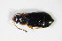  ( - BFB_Col_FK_8770)  @13 [ ] CreativeCommons - Attribution Non-Commercial Share-Alike (2015) Unspecified SNSB, Zoologische Staatssammlung Muenchen