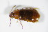  ( - BFB_Col_FK_8772)  @11 [ ] CreativeCommons - Attribution Non-Commercial Share-Alike (2015) Unspecified SNSB, Zoologische Staatssammlung Muenchen