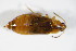  ( - BFB_Col_FK_8773)  @11 [ ] CreativeCommons - Attribution Non-Commercial Share-Alike (2015) Unspecified SNSB, Zoologische Staatssammlung Muenchen