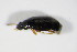  ( - BFB_Col_FK_8774)  @12 [ ] CreativeCommons - Attribution Non-Commercial Share-Alike (2015) Unspecified SNSB, Zoologische Staatssammlung Muenchen