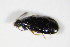  ( - BFB_Col_FK_8775)  @12 [ ] CreativeCommons - Attribution Non-Commercial Share-Alike (2015) Unspecified SNSB, Zoologische Staatssammlung Muenchen