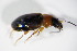  ( - BFB_Col_FK_8782)  @12 [ ] CreativeCommons - Attribution Non-Commercial Share-Alike (2015) Unspecified SNSB, Zoologische Staatssammlung Muenchen