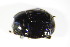  ( - BFB_Col_FK_8788)  @11 [ ] CreativeCommons - Attribution Non-Commercial Share-Alike (2015) Unspecified SNSB, Zoologische Staatssammlung Muenchen
