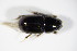  ( - BFB_Col_FK_8790)  @12 [ ] CreativeCommons - Attribution Non-Commercial Share-Alike (2015) Unspecified SNSB, Zoologische Staatssammlung Muenchen