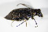  ( - BFB_Col_FK_8791)  @13 [ ] CreativeCommons - Attribution Non-Commercial Share-Alike (2015) Unspecified SNSB, Zoologische Staatssammlung Muenchen