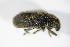  ( - BFB_Col_FK_8798)  @11 [ ] CreativeCommons - Attribution Non-Commercial Share-Alike (2015) Unspecified SNSB, Zoologische Staatssammlung Muenchen