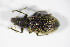  ( - BFB_Col_FK_8804)  @12 [ ] CreativeCommons - Attribution Non-Commercial Share-Alike (2015) Unspecified SNSB, Zoologische Staatssammlung Muenchen