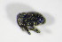  ( - BFB_Col_FK_8813)  @12 [ ] CreativeCommons - Attribution Non-Commercial Share-Alike (2015) Unspecified SNSB, Zoologische Staatssammlung Muenchen