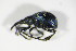  (Eutrichapion punctigerum - BFB_Col_FK_8820)  @13 [ ] CreativeCommons - Attribution Non-Commercial Share-Alike (2015) Unspecified SNSB, Zoologische Staatssammlung Muenchen