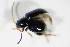  ( - BFB_Col_FK_8822)  @12 [ ] CreativeCommons - Attribution Non-Commercial Share-Alike (2015) Unspecified SNSB, Zoologische Staatssammlung Muenchen