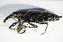  ( - BFB_Col_FK_8848)  @14 [ ] CreativeCommons - Attribution Non-Commercial Share-Alike (2015) Unspecified SNSB, Zoologische Staatssammlung Muenchen