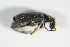  ( - BFB_Col_FK_8853)  @12 [ ] CreativeCommons - Attribution Non-Commercial Share-Alike (2015) Unspecified SNSB, Zoologische Staatssammlung Muenchen