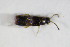  ( - BFB_Col_FK_8863)  @12 [ ] CreativeCommons - Attribution Non-Commercial Share-Alike (2015) Unspecified SNSB, Zoologische Staatssammlung Muenchen