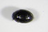  (Cercyon sternalis - BFB_Col_FK_8869)  @12 [ ] CreativeCommons - Attribution Non-Commercial Share-Alike (2015) Unspecified SNSB, Zoologische Staatssammlung Muenchen