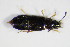  ( - BFB_Col_FK_8882)  @13 [ ] CreativeCommons - Attribution Non-Commercial Share-Alike (2015) Unspecified SNSB, Zoologische Staatssammlung Muenchen