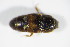  ( - BFB_Col_FK_8924)  @11 [ ] CreativeCommons - Attribution Non-Commercial Share-Alike (2015) Unspecified SNSB, Zoologische Staatssammlung Muenchen