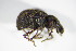  ( - BFB_Col_FK_8925)  @12 [ ] CreativeCommons - Attribution Non-Commercial Share-Alike (2015) Unspecified SNSB, Zoologische Staatssammlung Muenchen