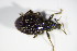  ( - BFB_Col_FK_8932)  @11 [ ] CreativeCommons - Attribution Non-Commercial Share-Alike (2015) Unspecified SNSB, Zoologische Staatssammlung Muenchen