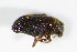  ( - BFB_Col_FK_8935)  @12 [ ] CreativeCommons - Attribution Non-Commercial Share-Alike (2015) Unspecified SNSB, Zoologische Staatssammlung Muenchen