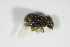  ( - BFB_Col_FK_8952)  @12 [ ] CreativeCommons - Attribution Non-Commercial Share-Alike (2015) Unspecified SNSB, Zoologische Staatssammlung Muenchen