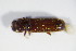  ( - BFB_Col_FK_8993)  @11 [ ] CreativeCommons - Attribution Non-Commercial Share-Alike (2015) Unspecified SNSB, Zoologische Staatssammlung Muenchen