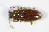  ( - BFB_Col_FK_8997)  @11 [ ] CreativeCommons - Attribution Non-Commercial Share-Alike (2015) Unspecified SNSB, Zoologische Staatssammlung Muenchen