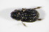  ( - BFB_Col_FK_9038)  @12 [ ] CreativeCommons - Attribution Non-Commercial Share-Alike (2015) Unspecified SNSB, Zoologische Staatssammlung Muenchen