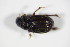  ( - BFB_Col_FK_9039)  @12 [ ] CreativeCommons - Attribution Non-Commercial Share-Alike (2015) Unspecified SNSB, Zoologische Staatssammlung Muenchen