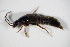  ( - BFB_Col_FK_9042)  @12 [ ] CreativeCommons - Attribution Non-Commercial Share-Alike (2015) Unspecified SNSB, Zoologische Staatssammlung Muenchen