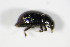  ( - BFB_Col_FK_9045)  @12 [ ] CreativeCommons - Attribution Non-Commercial Share-Alike (2015) Unspecified SNSB, Zoologische Staatssammlung Muenchen
