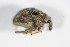  ( - BFB_Col_FK_9064)  @12 [ ] CreativeCommons - Attribution Non-Commercial Share-Alike (2015) Unspecified SNSB, Zoologische Staatssammlung Muenchen
