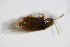  ( - BFB_Col_FK_9085)  @12 [ ] CreativeCommons - Attribution Non-Commercial Share-Alike (2015) Unspecified SNSB, Zoologische Staatssammlung Muenchen