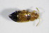  ( - BFB_Col_FK_9087)  @12 [ ] CreativeCommons - Attribution Non-Commercial Share-Alike (2015) Unspecified SNSB, Zoologische Staatssammlung Muenchen