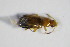  ( - BFB_Col_FK_9088)  @12 [ ] CreativeCommons - Attribution Non-Commercial Share-Alike (2015) Unspecified SNSB, Zoologische Staatssammlung Muenchen