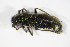  (Cantharis paludosa - BFB_Col_FK_9098)  @13 [ ] CreativeCommons - Attribution Non-Commercial Share-Alike (2015) Unspecified SNSB, Zoologische Staatssammlung Muenchen