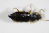  ( - BFB_Col_FK_9106)  @12 [ ] CreativeCommons - Attribution Non-Commercial Share-Alike (2015) Unspecified SNSB, Zoologische Staatssammlung Muenchen