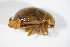  ( - BFB_Col_FK_9111)  @11 [ ] CreativeCommons - Attribution Non-Commercial Share-Alike (2015) Unspecified SNSB, Zoologische Staatssammlung Muenchen