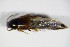  ( - BFB_Col_FK_9223)  @11 [ ] CreativeCommons - Attribution Non-Commercial Share-Alike (2015) Unspecified SNSB, Zoologische Staatssammlung Muenchen