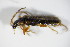  ( - BFB_Col_FK_9224)  @11 [ ] CreativeCommons - Attribution Non-Commercial Share-Alike (2015) Unspecified SNSB, Zoologische Staatssammlung Muenchen