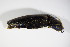  ( - BFB_Col_FK_9230)  @11 [ ] CreativeCommons - Attribution Non-Commercial Share-Alike (2015) Unspecified SNSB, Zoologische Staatssammlung Muenchen