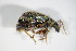  ( - BFB_Col_FK_9233)  @12 [ ] CreativeCommons - Attribution Non-Commercial Share-Alike (2015) Unspecified SNSB, Zoologische Staatssammlung Muenchen
