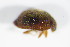  ( - BFB_Col_FK_9241)  @12 [ ] CreativeCommons - Attribution Non-Commercial Share-Alike (2015) Unspecified SNSB, Zoologische Staatssammlung Muenchen