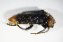  ( - BFB_Col_FK_9243)  @13 [ ] CreativeCommons - Attribution Non-Commercial Share-Alike (2015) Unspecified SNSB, Zoologische Staatssammlung Muenchen
