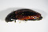  ( - BFB_Col_FK_9260)  @11 [ ] CreativeCommons - Attribution Non-Commercial Share-Alike (2015) Unspecified SNSB, Zoologische Staatssammlung Muenchen