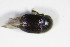  ( - BFB_Col_FK_9273)  @12 [ ] CreativeCommons - Attribution Non-Commercial Share-Alike (2015) Unspecified SNSB, Zoologische Staatssammlung Muenchen